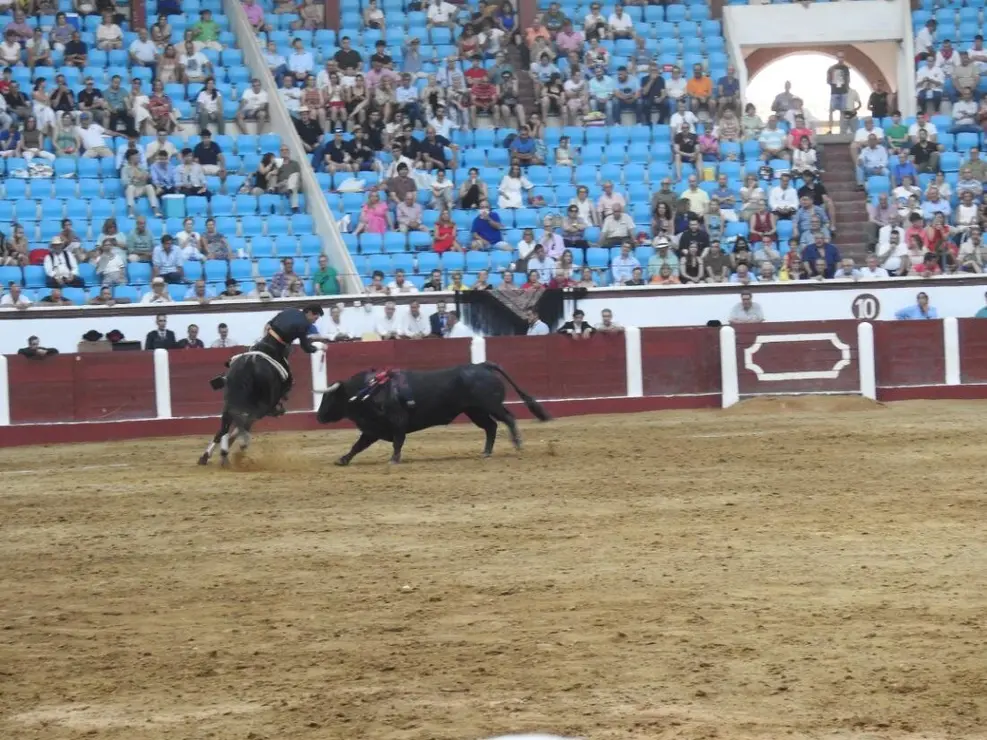 Toros (124)