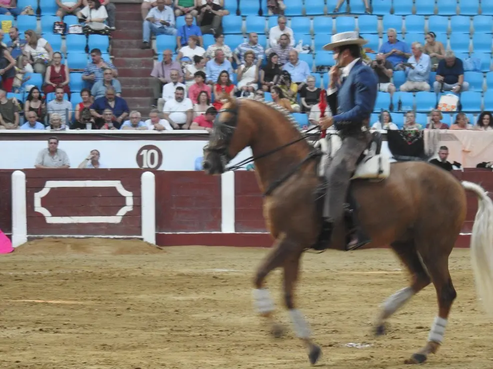 Toros (129)