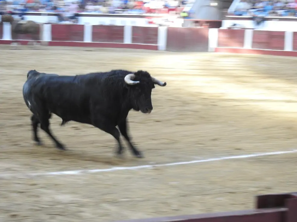 Toros (131)