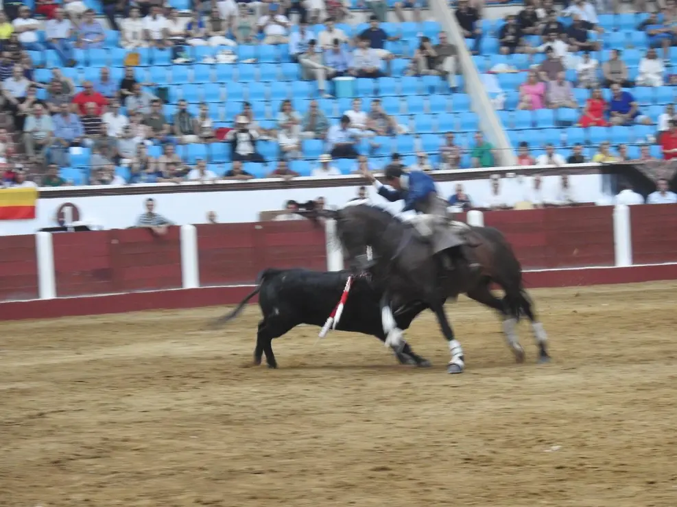 Toros (137)