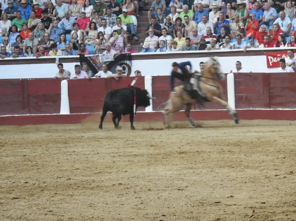 Toros (143)
