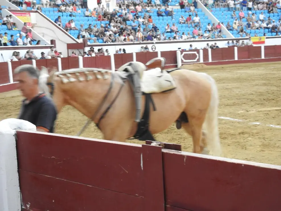 Toros (146)