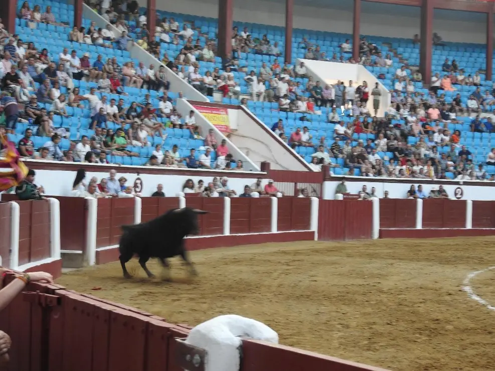 Toros (147)
