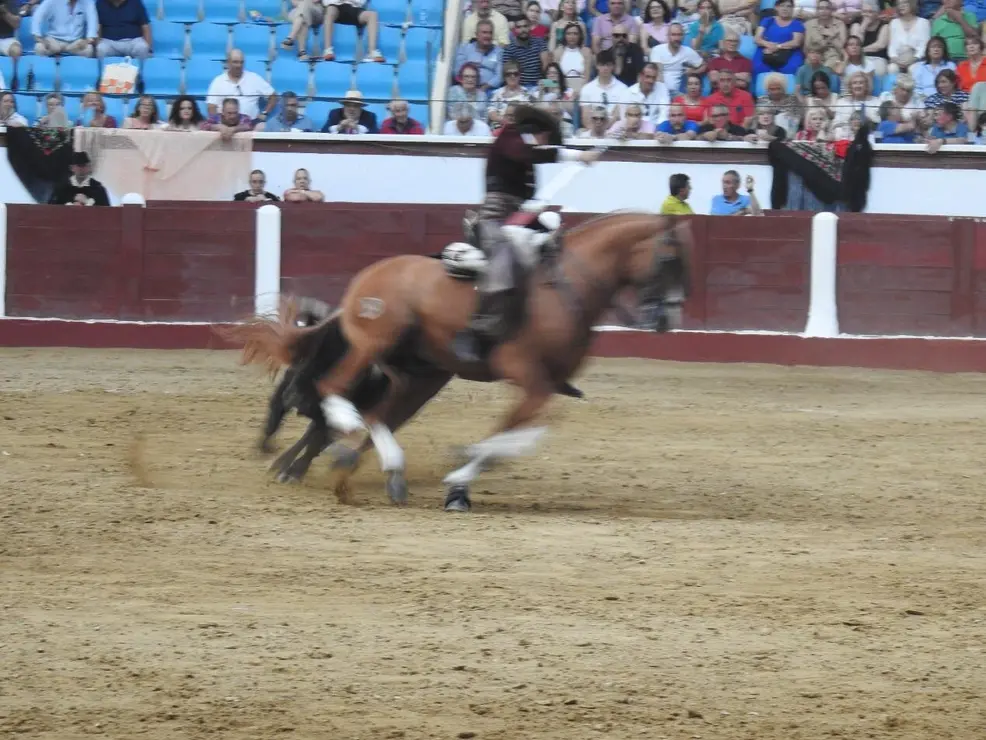 Toros (148)