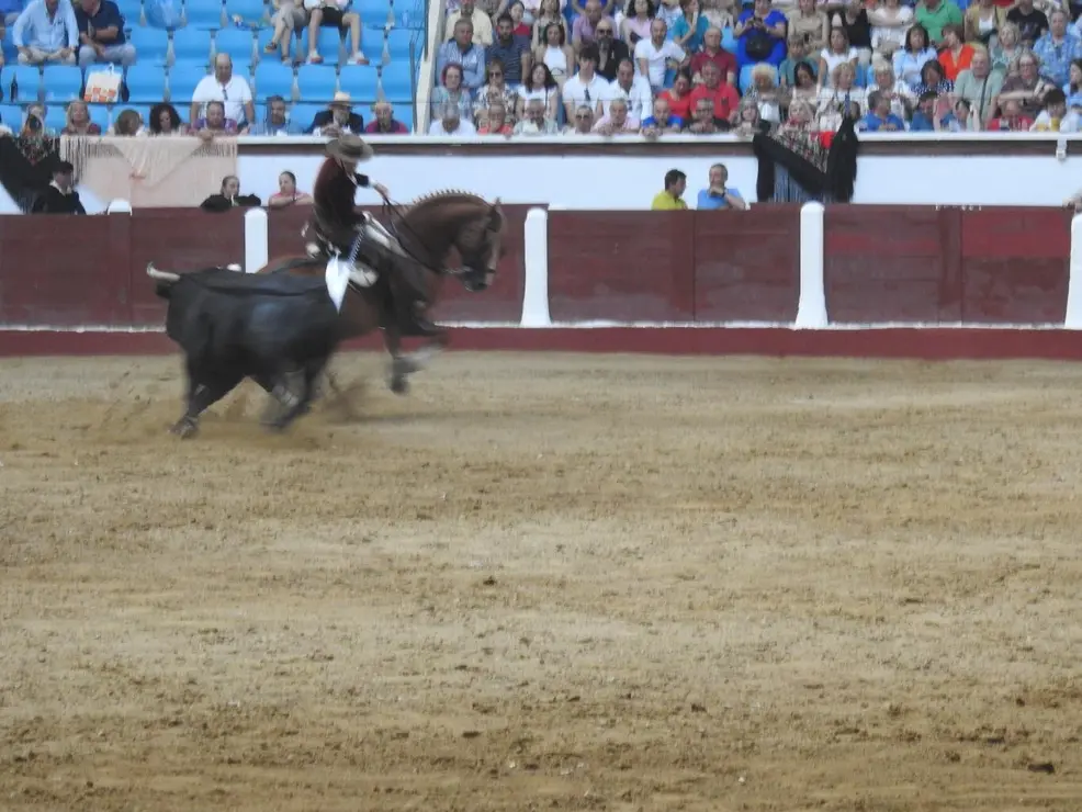 Toros (151)