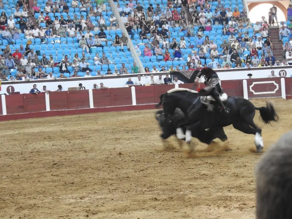 Toros (155)