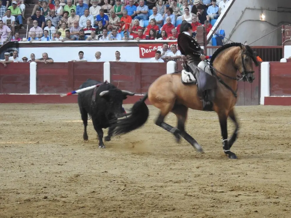 Toros (158)