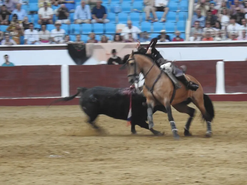 Toros (161)
