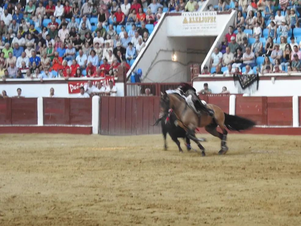 Toros (164)