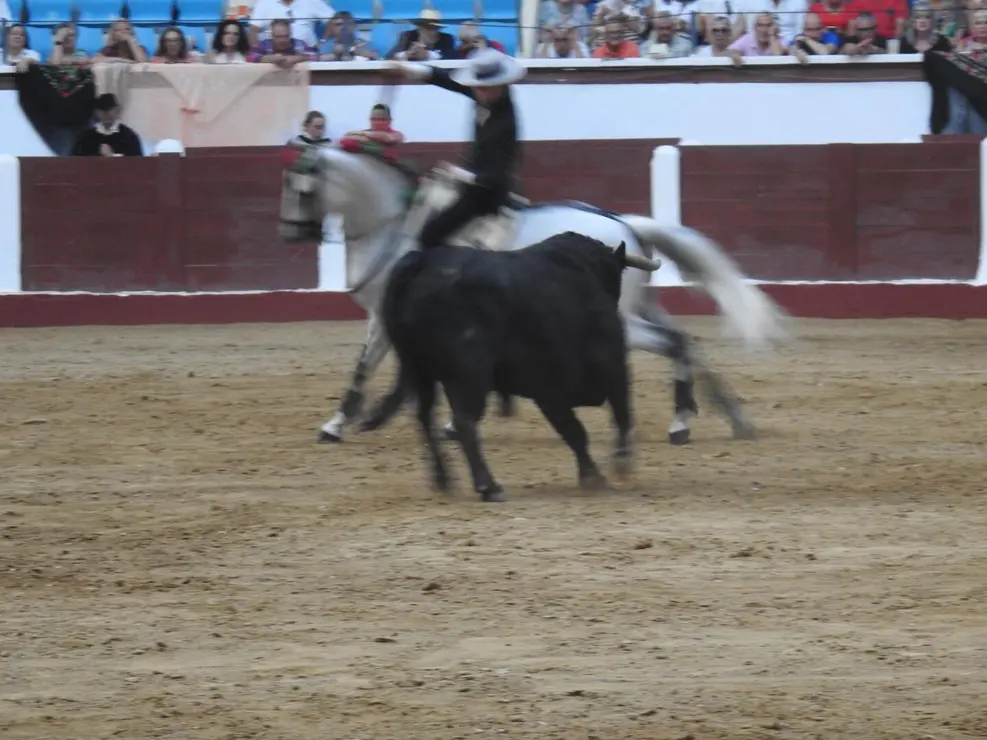 Toros (181)