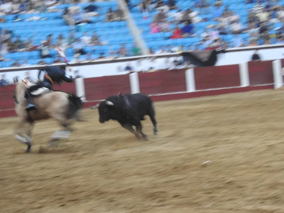 Toros (183)