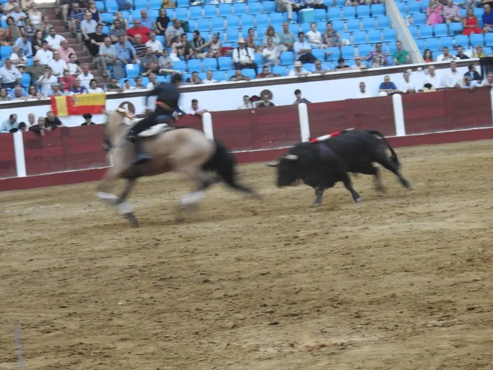 Toros (184)