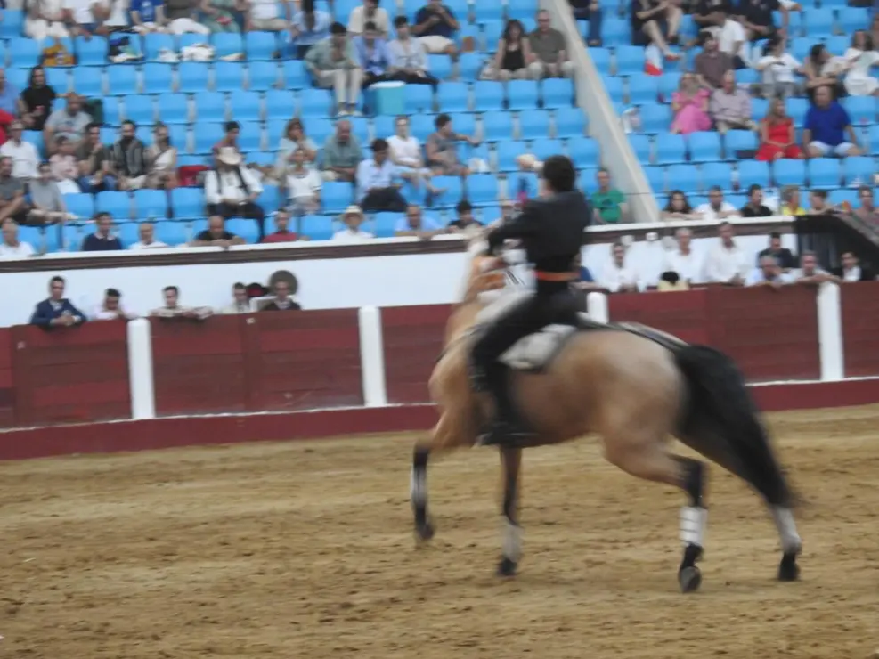 Toros (185)