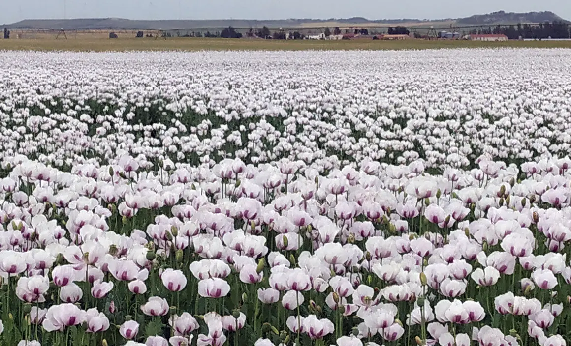 Plantación de adormidera en Castilla y León. Foto: Rubén Cacho.