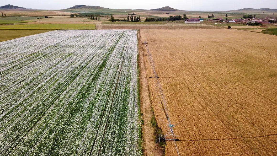 Plantación de adormidera en Castilla y León