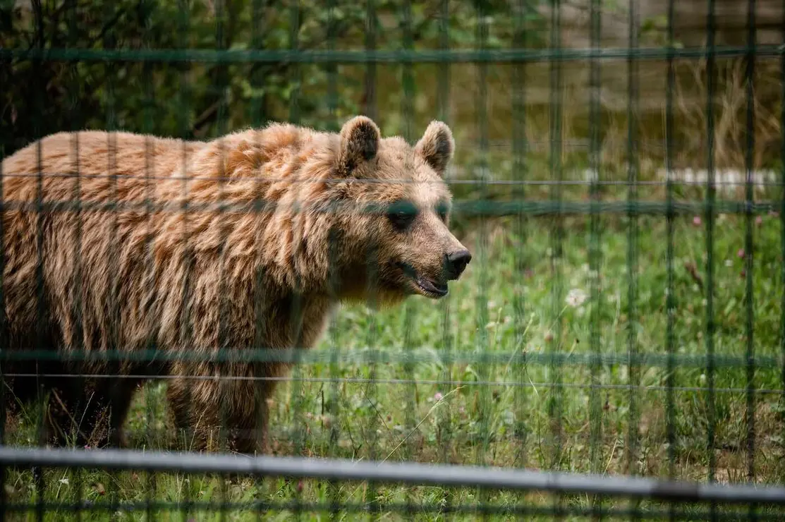 Gnadenhof fur Baren 14