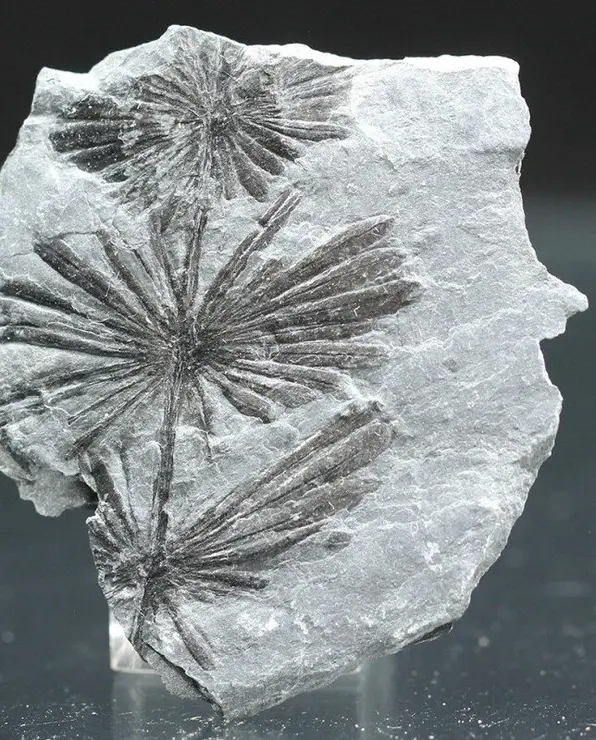 annularia-stellata