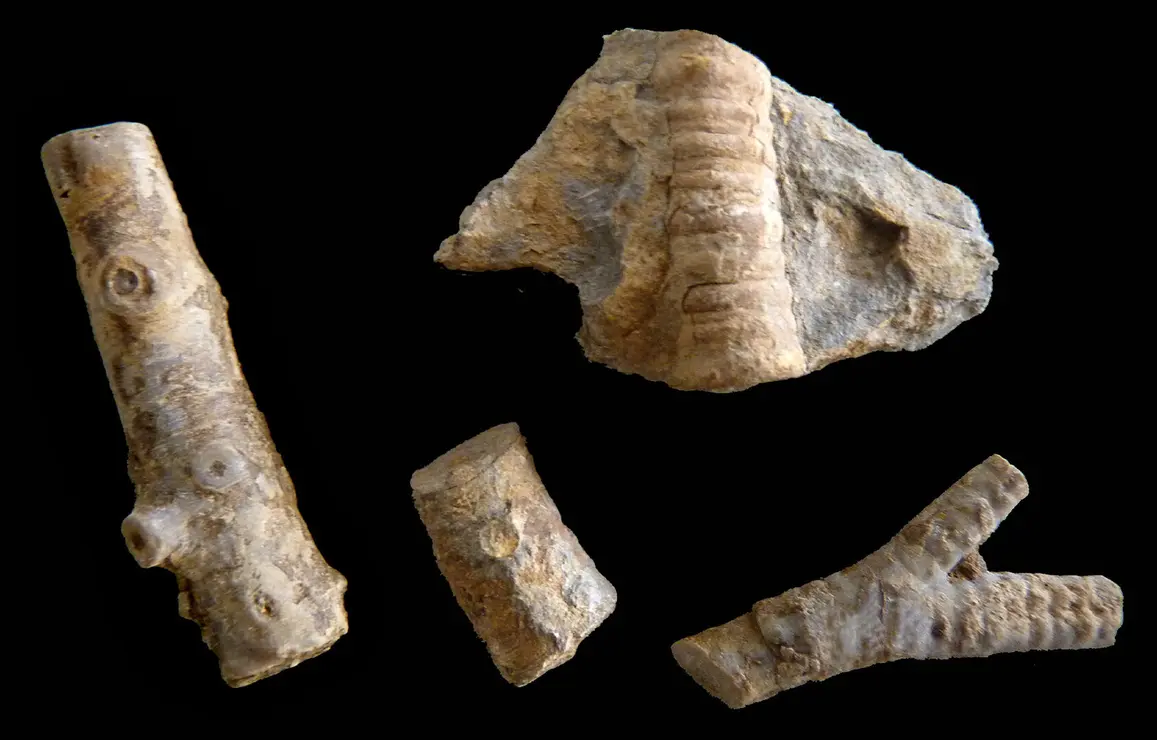 cyatocrinites_sp