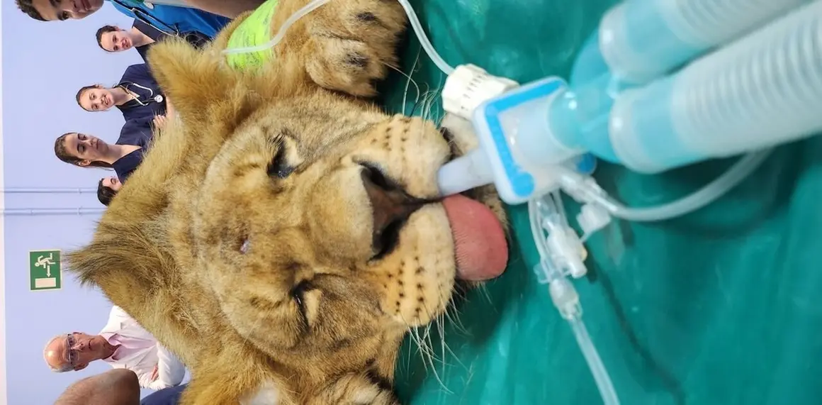 Dos leoneses africanos del Parque Natural de Cabárceno reciben un tratamiento pionero en el Hospital Veterinario de la Universidad de León