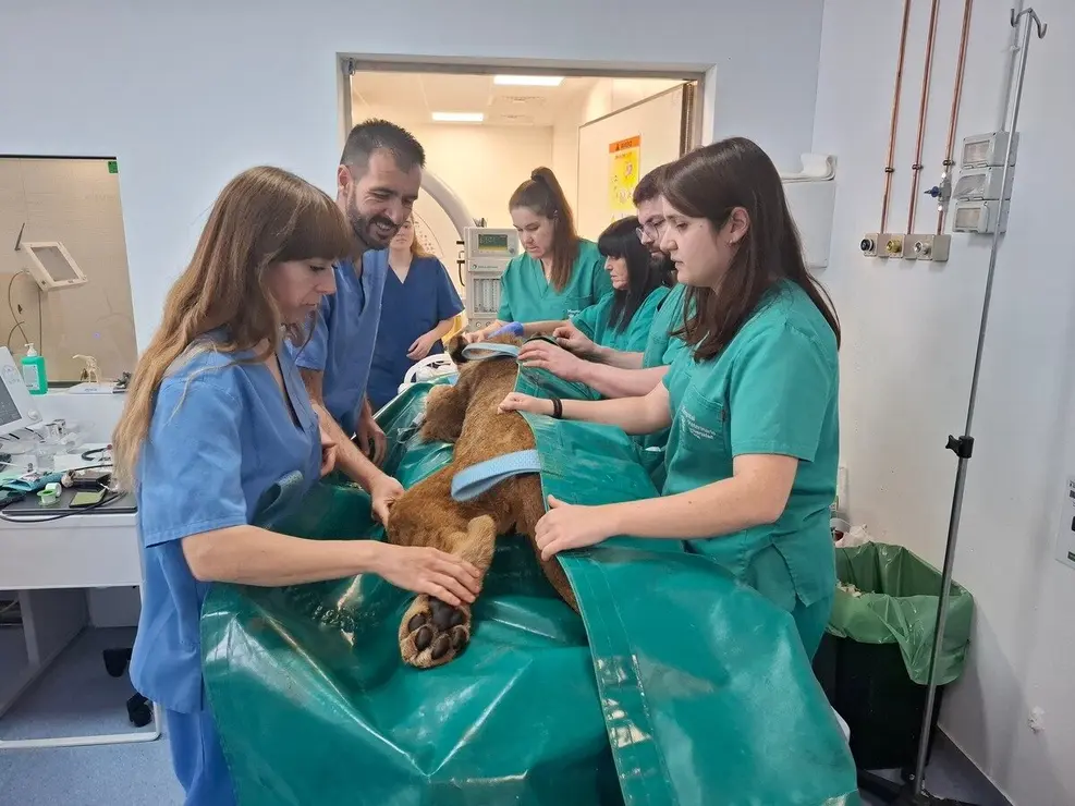 Dos leoneses africanos del Parque Natural de Cabárceno reciben un tratamiento pionero en el Hospital Veterinario de la Universidad de León