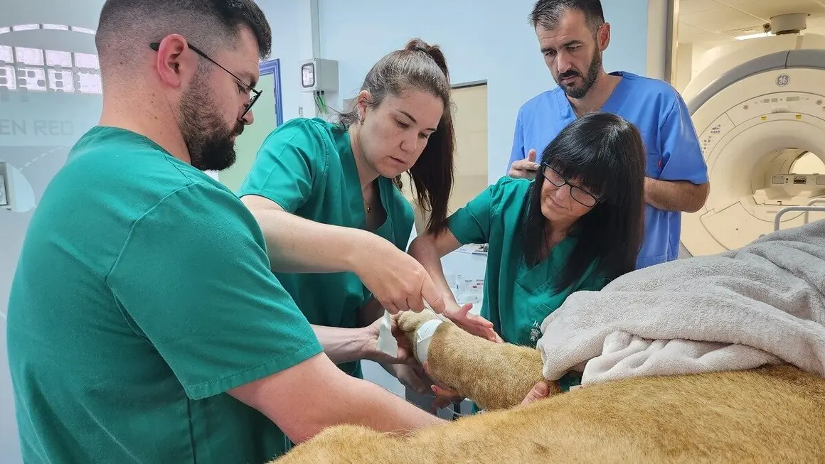 Dos leoneses africanos del Parque Natural de Cabárceno reciben un tratamiento pionero en el Hospital Veterinario de la Universidad de León