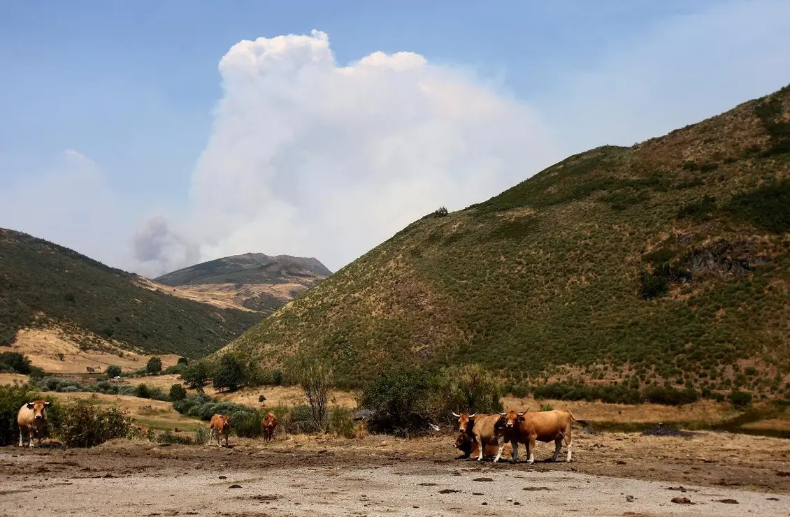 UPL urge a agilizar la entrega de alimento a los animales hoy sin recursos en el campo.