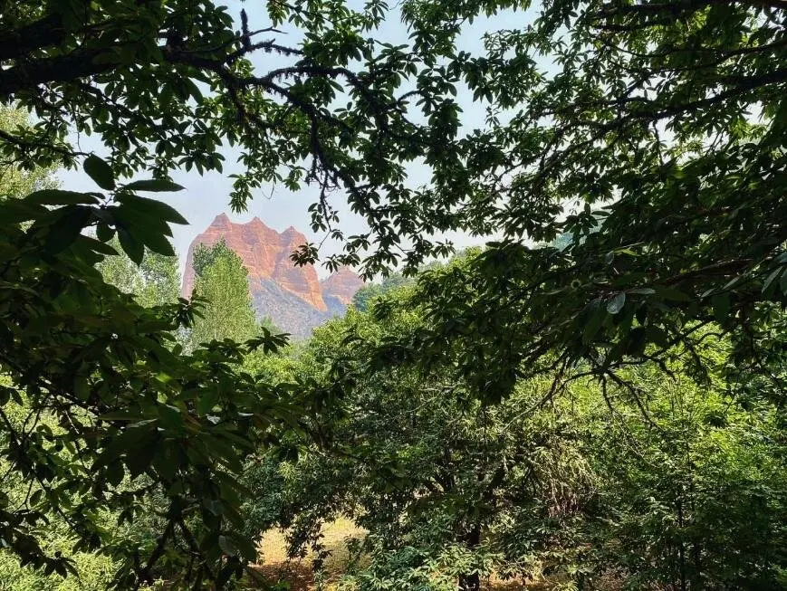La Fundación Las Médulas recorre el abrasado paraje Patrimonio de la Humanidad berciano y encuentra pequeños resquicios de esperanza como la supervivencia de varios castaños centenarios. Foto: Fund. Las Médulas