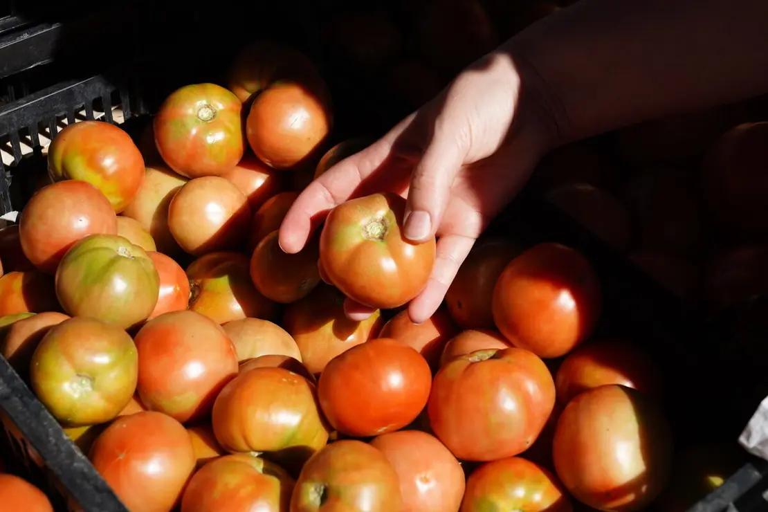 Celebración de la XXV edición de la Feria del Tomate de Mansilla de las Mulas