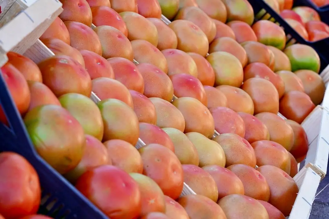 Celebración de la XXV edición de la Feria del Tomate de Mansilla de las Mulas