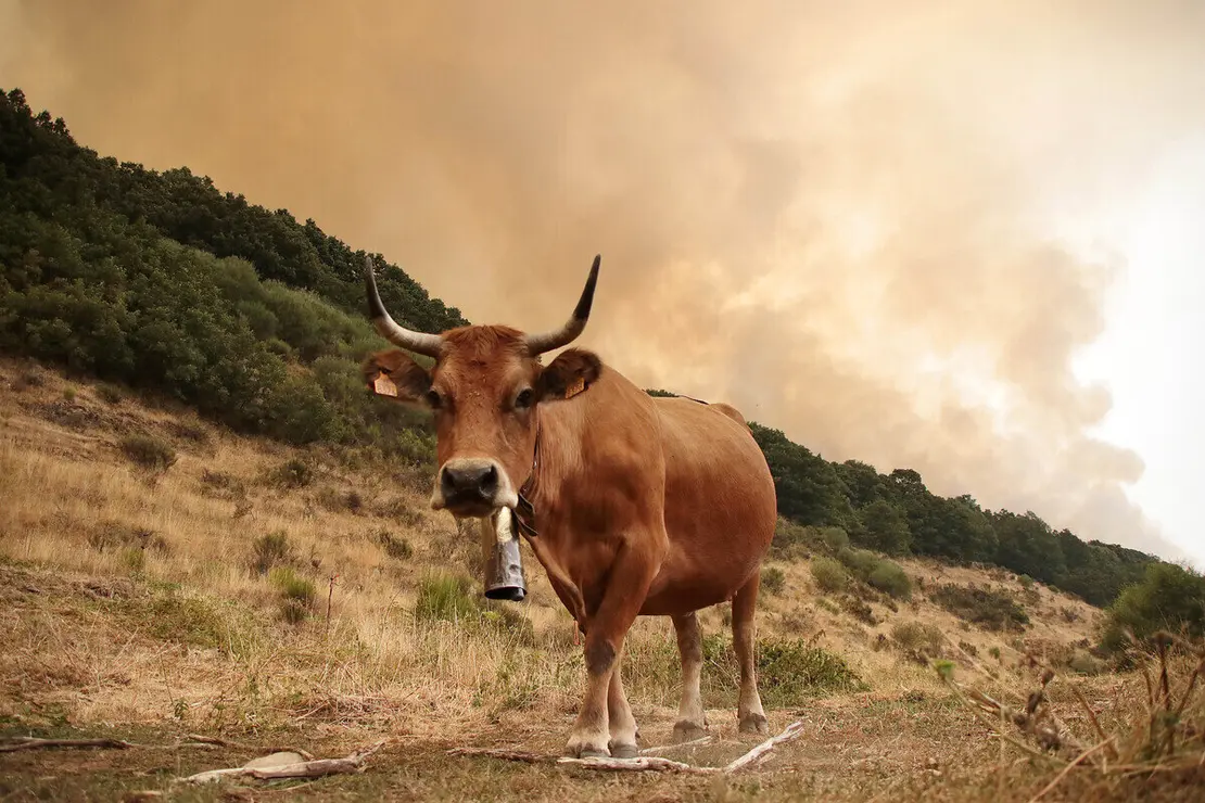 El incendio de Fasgar amenazó a las poblaciones de Villapujín, Barrio de la Puente y Posada de Omaña, entre otras.