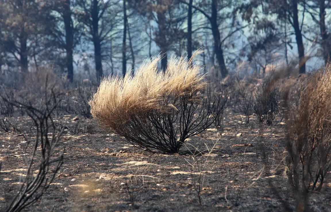 Efectos del incendio de Castropodame (León)