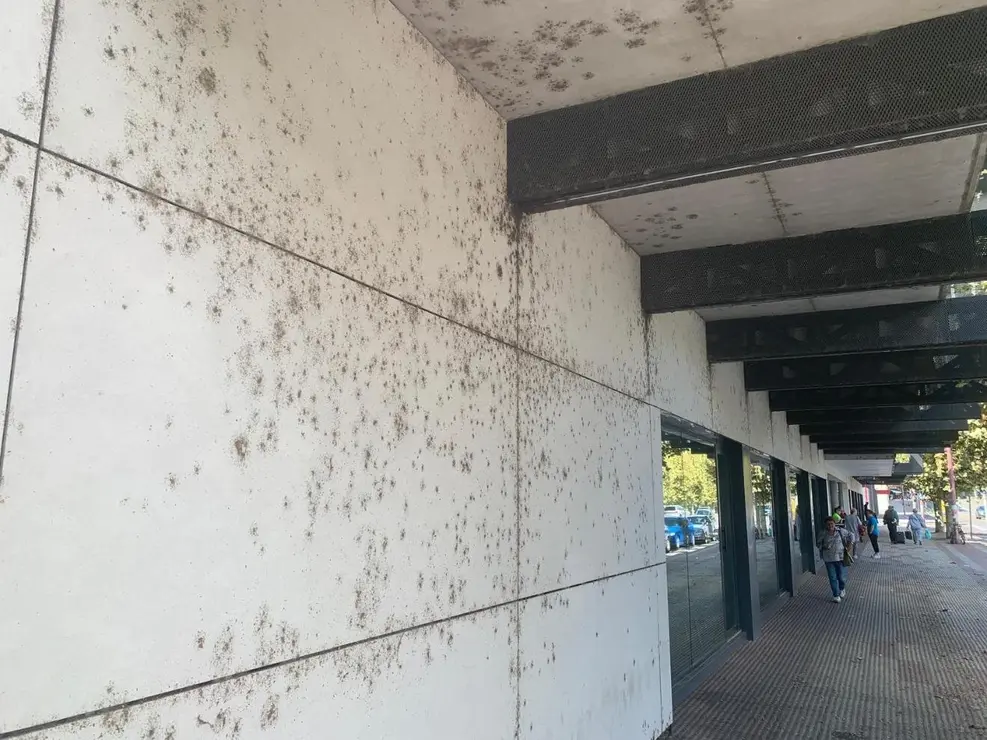 insectos estación autobus (5)