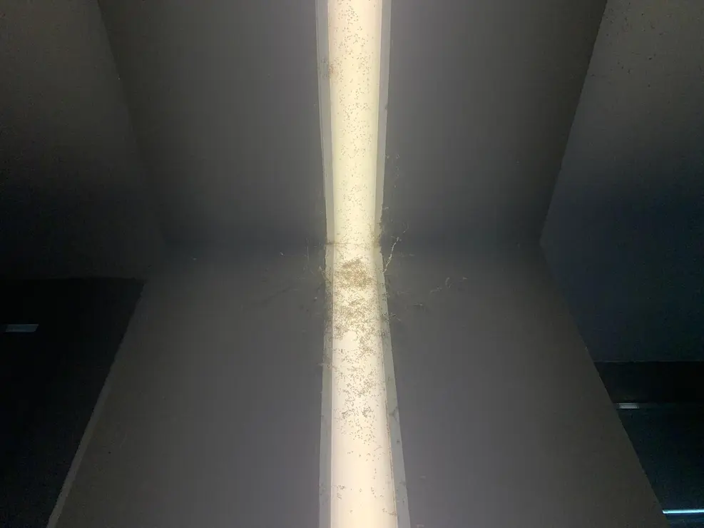 insectos estación autobus (6)