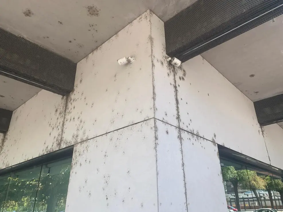 insectos estación autobus (7)