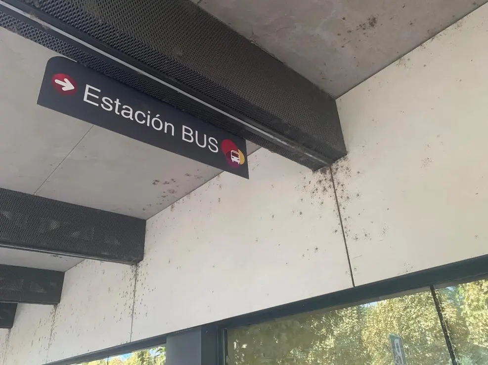 insectos estación autobus (8)