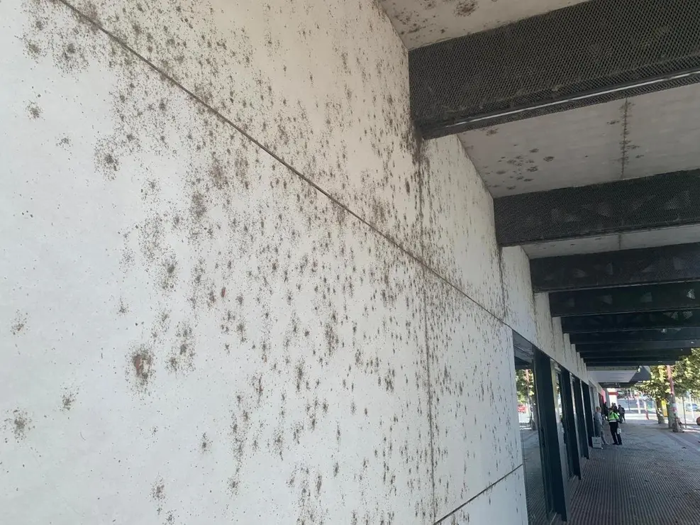 Los insectos 'toman' la estación de autobuses solo año y medio después de su reapertura.