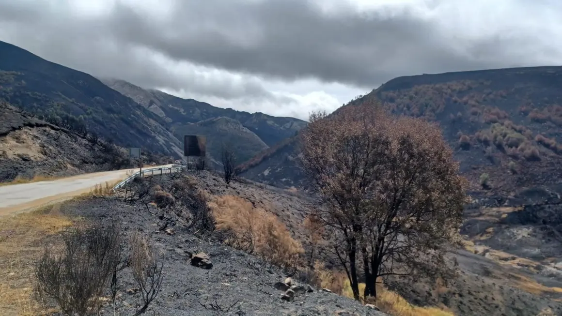 Imagen de una de las zonas afectadas por los incendios.