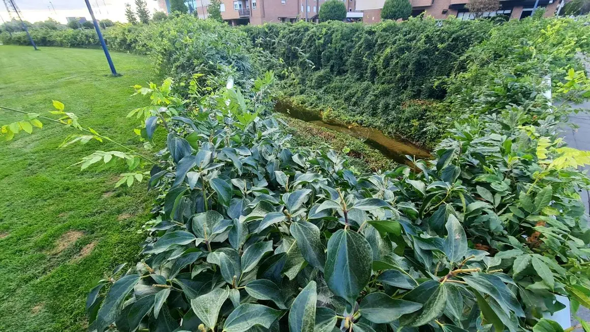 Carbosillo Área 17 (1)