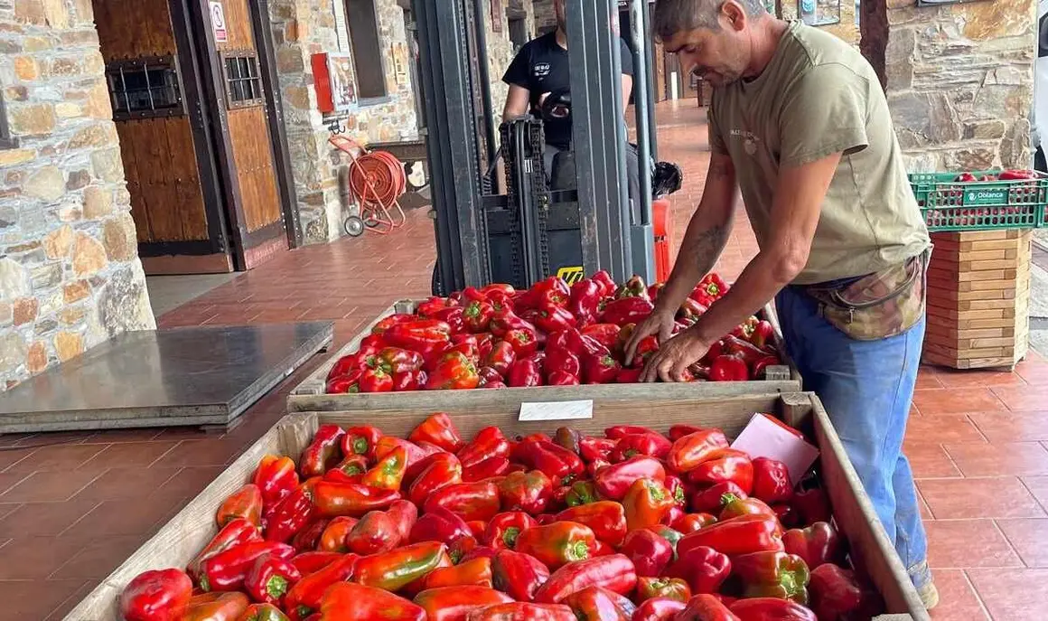 pimiento de El Bierzo (4)