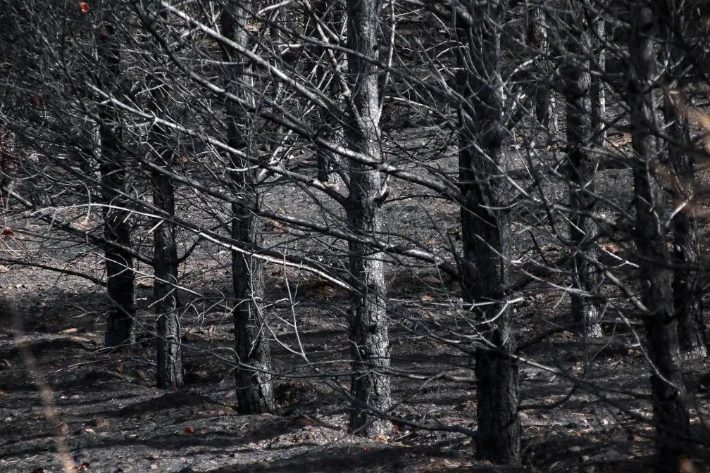Algunas de las ayudas se aplican a daños por incendios forestales.
