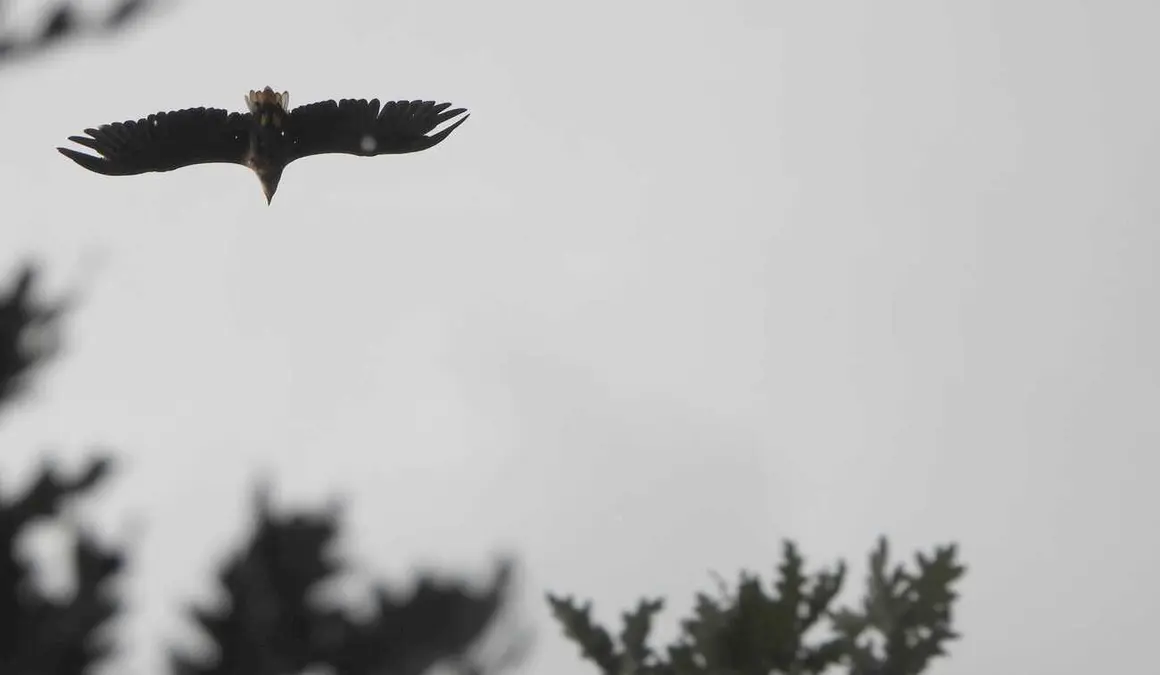 Nace en el norte de Castilla y León el pimer pollo de pigargo europeo tras la extinción en España de esta máguila.