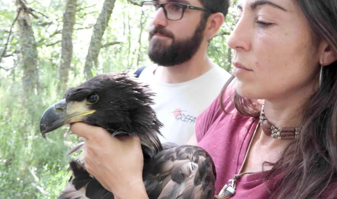 El nacimiento de un pigargo europeo en la provincia de León supone un “hito histórico” para la biodiversidad española tras la extinción de este águila en el país. La ubicación concreta del nido no se ha desvelado para evitar cualquier perturbación para esta pareja primeriza de esta especie y su pollo.
