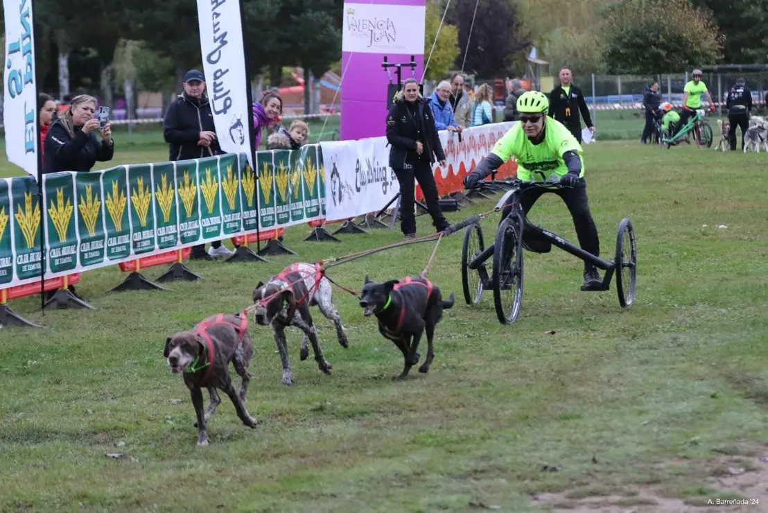 Tras el éxito de la pasada edición del Mushing Coyanza (en la imagen), este año la segunda edición se celebrará los días 18 y 19 de octubre en Valencia de Don Juan.