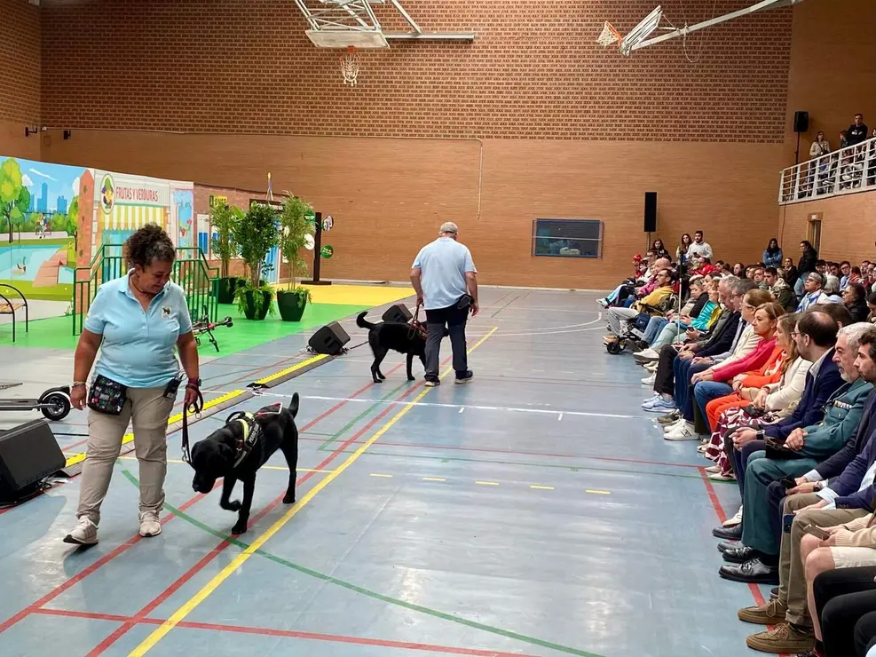 Perros guia (3)