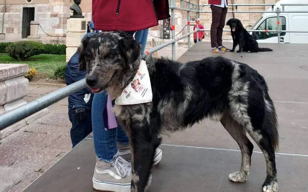 Muestra de perros de pastor leonés en San Isidoro.