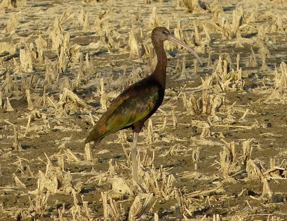 Ejemplar de morito, un ave que habita en las lagunas de Castilla y León