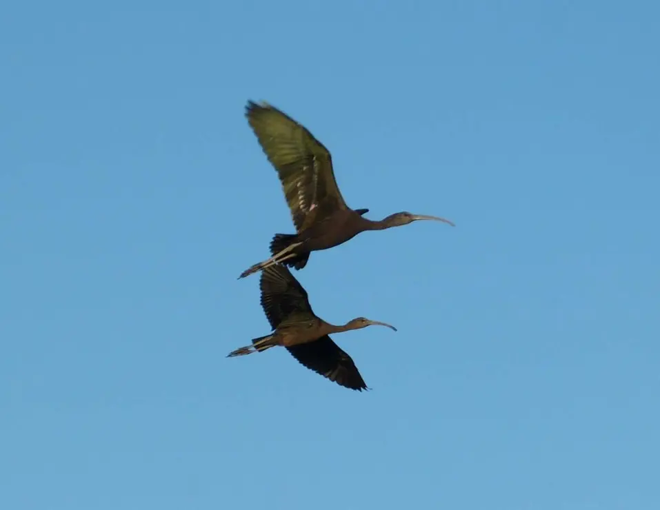 Ejemplar de morito, un ave que habita en las lagunas de Castilla y León