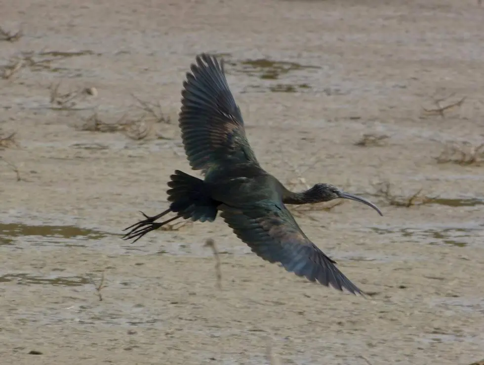 Ejemplar de morito, un ave que habita en las lagunas de Castilla y León