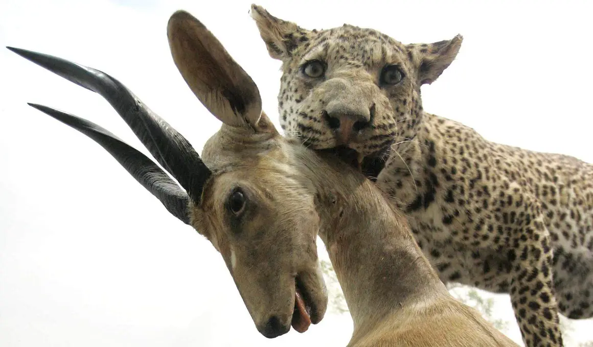 Fauna salvaje (1)