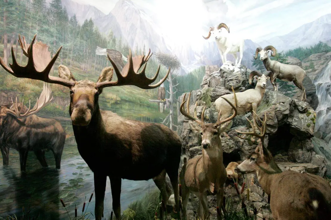 Fauna salvaje (2)